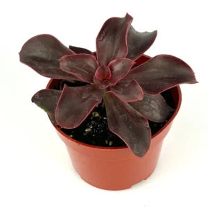 Echeveria Red Barron Succulent Plant 4-inch Pot Colorful Easy Care