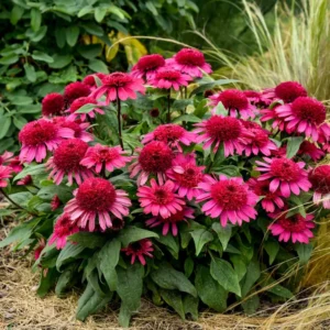 Echinacea Raspberry Beret Coneflower 5.25