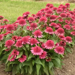 Echinacea Raspberry Beret Coneflower 5.25
