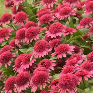 Echinacea Raspberry Beret Coneflower 5.25