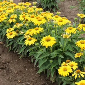 Echinacea Sombrero Lemon Yellow Improved Coneflower Perennial - 5.25