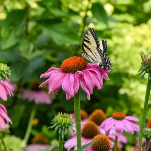 Echinacea Summersong Firefinch Coneflower 5.25