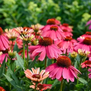 Echinacea Summersong Firefinch Coneflower 5.25