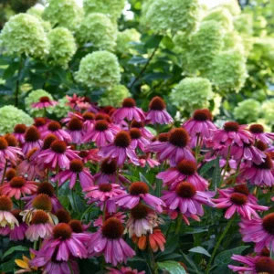 Echinacea Summersong Firefinch Coneflower 5.25