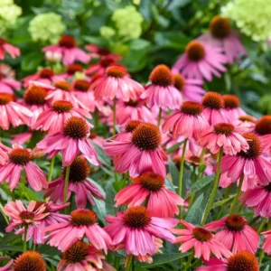 Echinacea Summersong Firefinch Coneflower 5.25