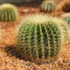 Echinocactus Grusonii Golden Barrel Cactus Plant 8 inch Drought Tolerant