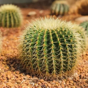 Echinocactus Grusonii Golden Barrel Cactus Plant 8 inch Drought Tolerant