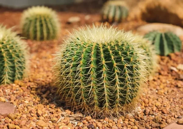 Echinocactus Grusonii Golden Barrel Cactus Plant 8 inch Drought Tolerant