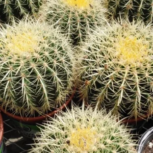 Echinocactus Grusonii Golden Barrel Cactus Plant 8 inch Drought Tolerant