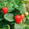 Eclair Strawberry Plants - Bare Root Red Strawberry Plants - Sweet Berries