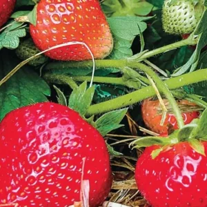 Eclair Strawberry Plants - Bare Root Red Strawberry Plants - Sweet Berries