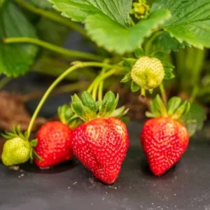 Eclair Strawberry Plants - Bare Root Red Strawberry Plants - Sweet Berries