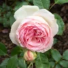 Eden Climber Climbing Rose Live Starter Plant - Pink Blooms - 3 to 6" Stem