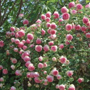 Eden Climber Climbing Rose Live Starter Plant - Pink Blooms - 3 to 6" Stem