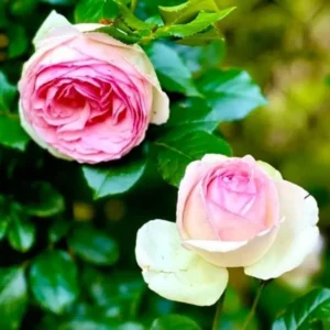 Eden Climber Climbing Rose Live Starter Plant - Pink Blooms - 3 to 6