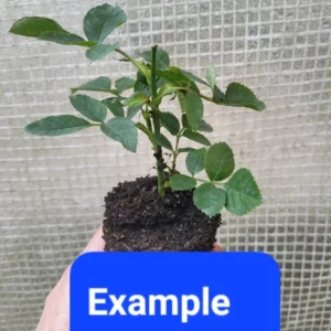 Eden Climber Climbing Rose Live Starter Plant - Pink Blooms - 3 to 6