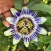 Edible Passion Vine Plant - 4" Pot - Passiflora caerulea - Exotic Vine