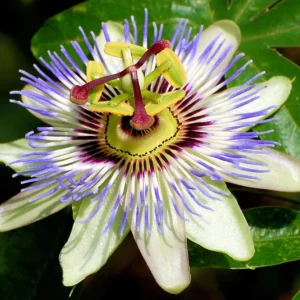 Edible Passion Vine Plant - 4