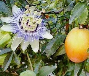 Edible Passion Vine Plant - 4