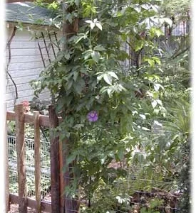 Edible Passion Vine Plant - 4