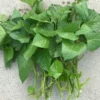 Edible Sweet Potato Plant Vine Cuttings - 10 Beauregard Sweet Potato Slips - Grow Your Own Vegetables