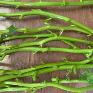 Edible Sweet Potato Plant Vine Cuttings - 10 Beauregard Sweet Potato Slips - Grow Your Own Vegetables