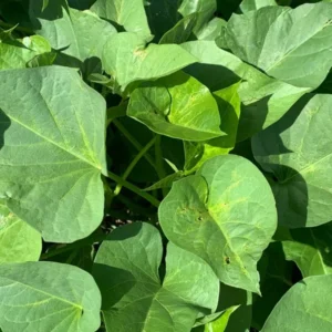 Edible Sweet Potato Plant Vine Cuttings - 10 Beauregard Sweet Potato Slips - Grow Your Own Vegetables