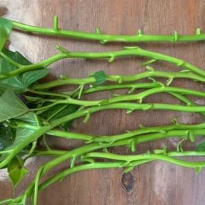 Edible Sweet Potato Plant Vine Cuttings - 10 Beauregard Sweet Potato Slips - Grow Your Own Vegetables