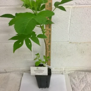 Elderberry Plant Sambucus Canadensis - 6-12 Inch Potted Shrub