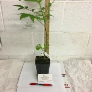 Elderberry Plant Sambucus Canadensis - 6-12 Inch Potted Shrub