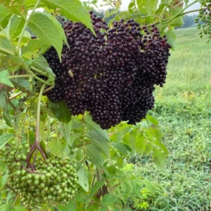 Elderberry Plant Sambucus Canadensis - 6-12 Inch Potted Shrub