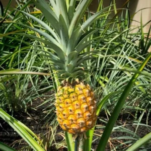 Elite Gold Pineapple Plant Live 4 to 6 Inch Sweet Pineapple Fruit Tree Grow