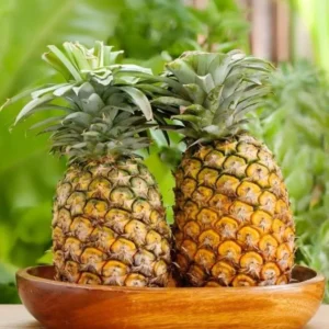 Elite Gold Pineapple Plant Live 4 to 6 Inch Sweet Pineapple Fruit Tree Grow