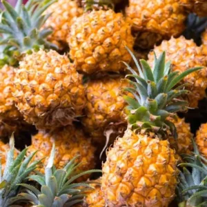 Elite Gold Pineapple Plant Live 4 to 6 Inch Sweet Pineapple Fruit Tree Grow