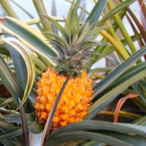 Elite Gold Pineapple Plant Live 4 to 6 Inch Sweet Pineapple Fruit Tree Grow