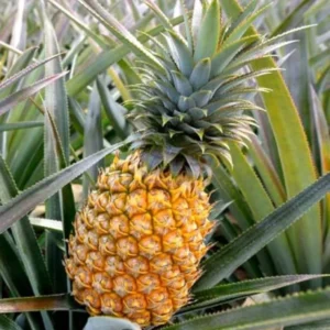 Elite Gold Pineapple Plant Live 4 to 6 Inch Sweet Pineapple Fruit Tree Grow