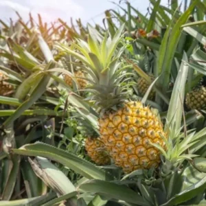 Elite Gold Pineapple Plant Live 4 to 6 Inch Sweet Pineapple Fruit Tree Grow