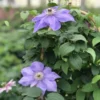 Elsa Spaeth Clematis - Light Purple Vine - 2.5" Pot - Summer Blooming