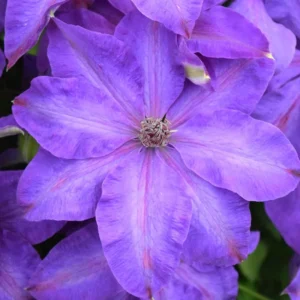Elsa Spaeth Clematis - Light Purple Vine - 2.5" Pot - Summer Blooming