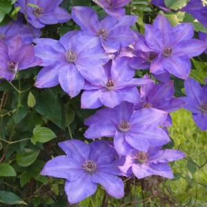 Elsa Spaeth Clematis - Light Purple Vine - 2.5