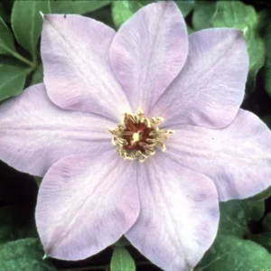 Elsa Spaeth Clematis - Light Purple Vine - 2.5