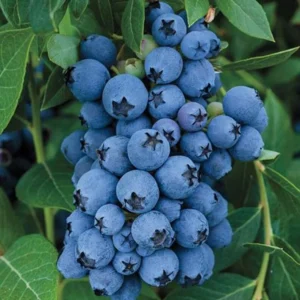 Emerald Blueberry Plant Live - Sweet Blueberry Fruit Seedlings - Garden Ready 4 to 6 Inch