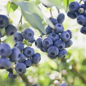 Emerald Blueberry Plant Live - Sweet Blueberry Fruit Seedlings - Garden Ready 4 to 6 Inch