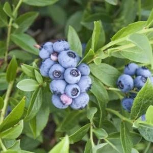 Emerald Blueberry Plant Live - Sweet Blueberry Fruit Seedlings - Garden Ready 4 to 6 Inch