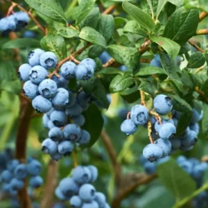 Emerald Blueberry Plant Live - Sweet Blueberry Fruit Seedlings - Garden Ready 4 to 6 Inch