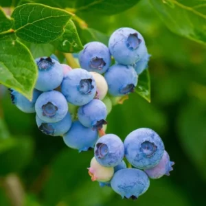 Emerald Blueberry Plant Live - Sweet Blueberry Fruit Seedlings - Garden Ready 4 to 6 Inch