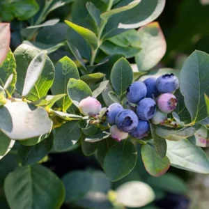 Emerald Blueberry Plant Live - Sweet Blueberry Fruit Seedlings - Garden Ready 4 to 6 Inch