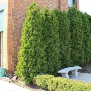Emerald Green Arborvitae Plant - 2.5" Pot - Thuja Occidentalis - Evergreen Tree