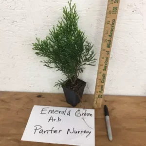 Emerald Green Arborvitae Plant - 2.5