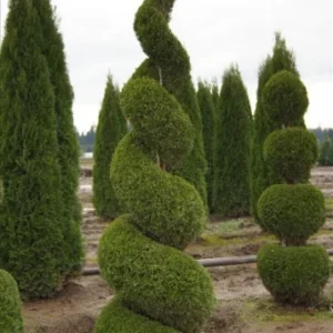 Emerald Green Arborvitae Plant - 2.5